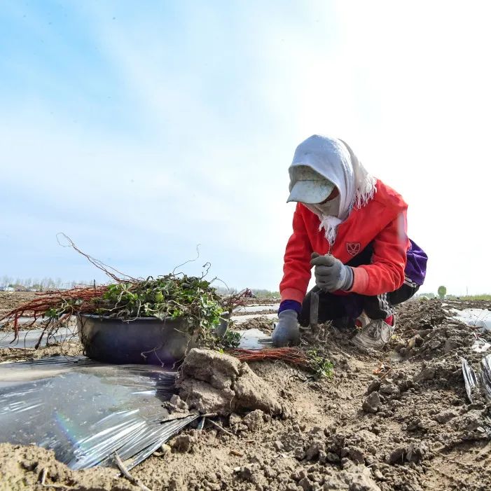 内蒙通辽：千亩药材种植忙 振兴路上飘药香