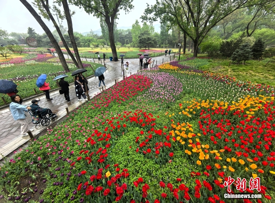 北京：国家植物园雨中花海景色迷人
