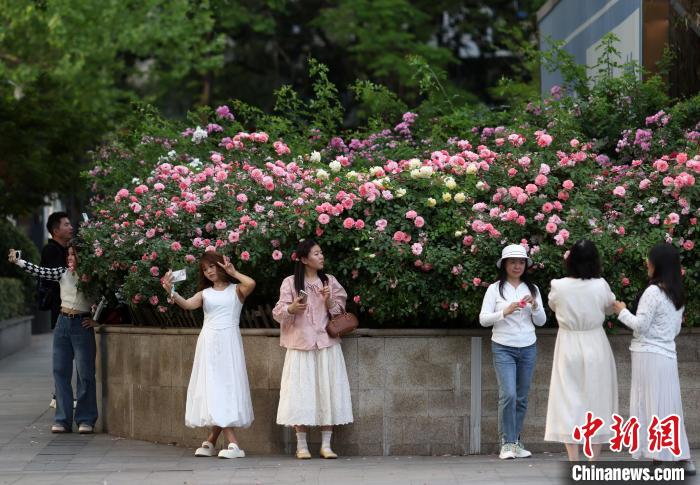 暮春时节 南京街头巷尾花卉植被攀上墙头美丽“上线”